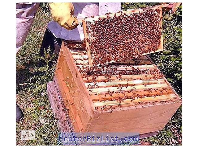 продам бджолині відводки