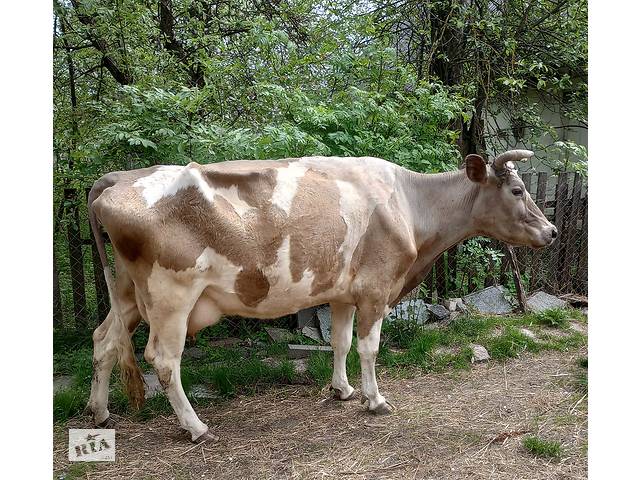 Продам добру дійну корову спокійна тільна