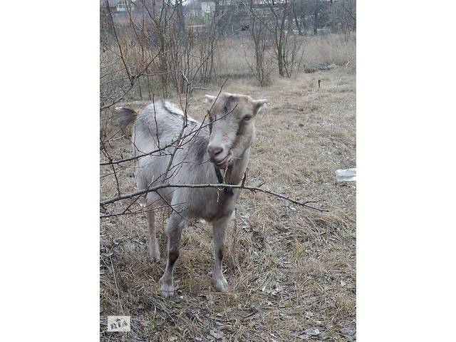 Продам дойных коз ламанче-зааненок и козочек