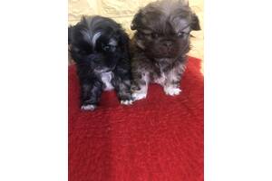 Продам двох пекінесів недорого