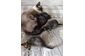 Продам котят метисов тайской кошки и британца