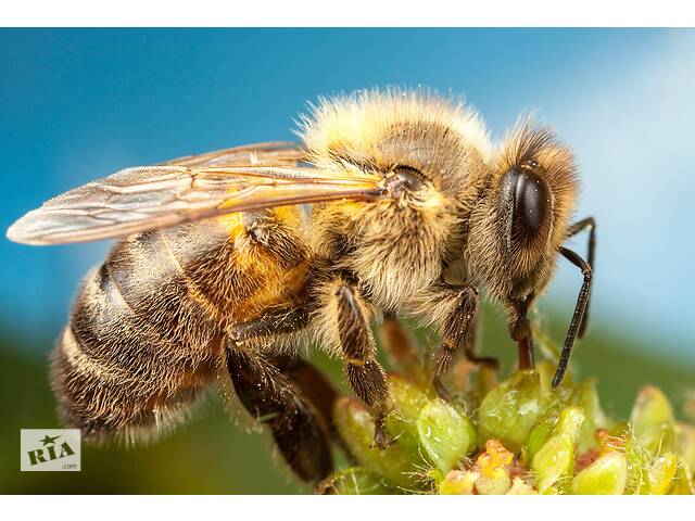 Продам Пчелы