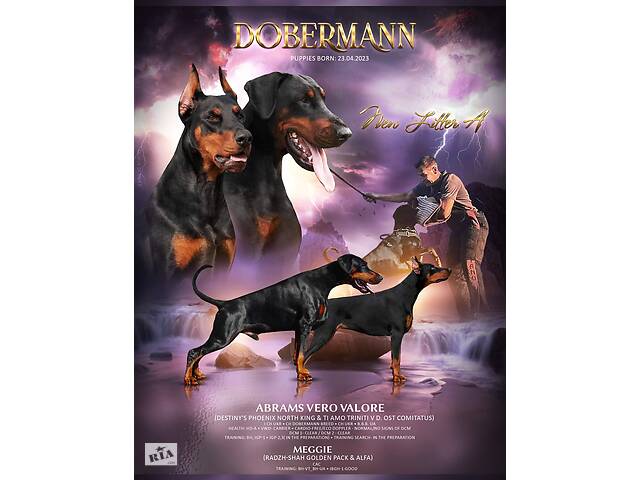 Продам щенка Добермана