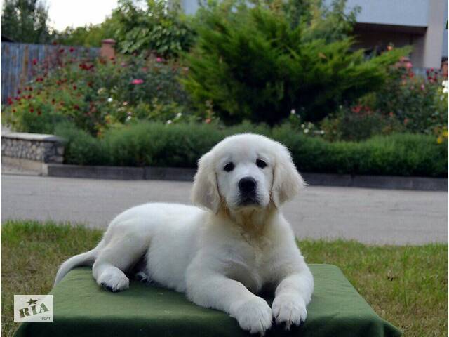 Продам щенка золотистого ретривера - Фото 2