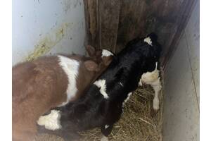 Продам теля (бичок) та теличку