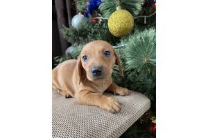 Продаються цуценята такси