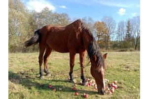 Продаж коня