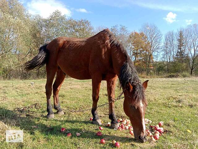 Продаж коня - Фото 1