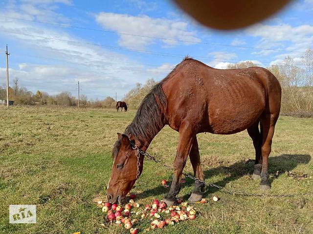 Продаж коня - Фото 2