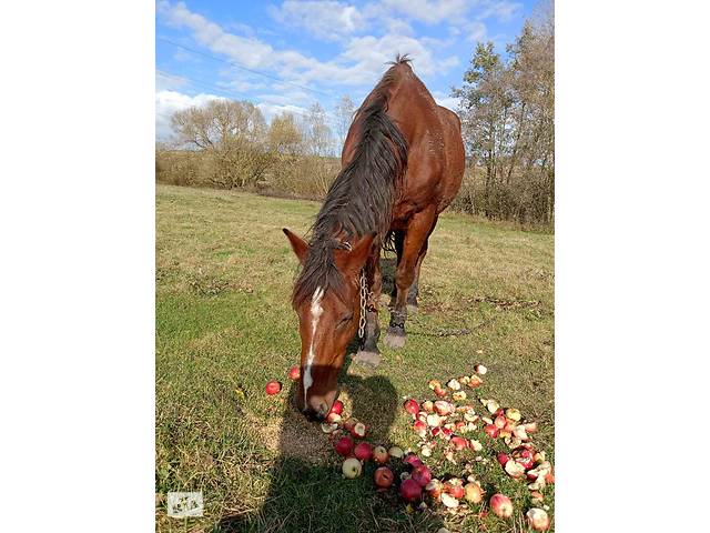 Продаж коня - Фото 3