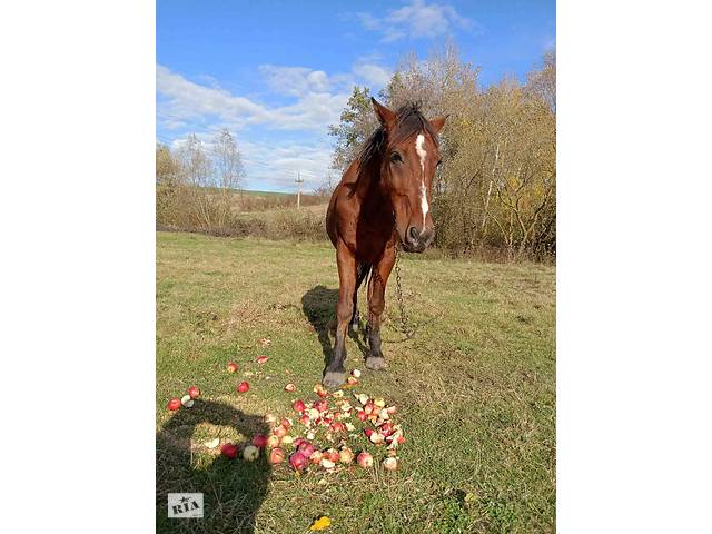 Продаж коня - Фото 4