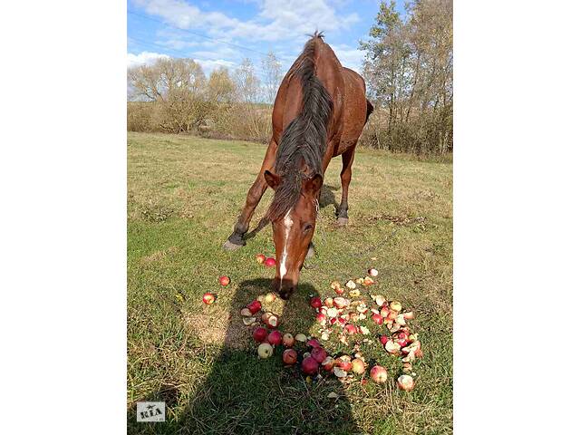 Продаж коня - Фото 5