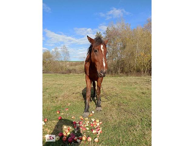 Продаж коня - Фото 6