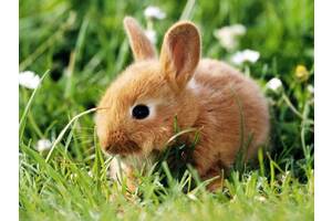 Ручні торчевухі карликові кролики