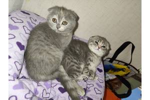 Scottish Fold шотландська висловуха