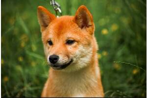 Шиба Іну, Шибаину, Сибаину, Сиба Ину, shiba inu
