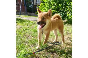 Шиба Ину, Шибаину, Сибаину, Сиба Ину, shiba inu