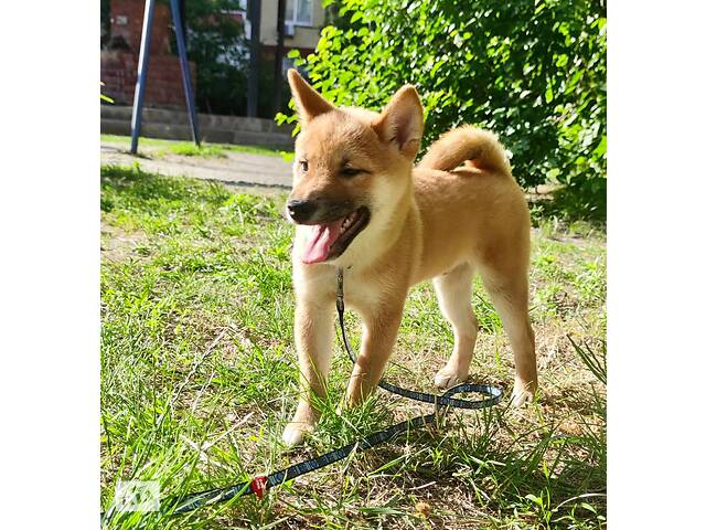 Шиба Ину, Шибаину, Сибаину, Сиба Ину, shiba inu