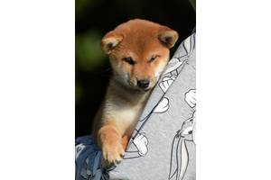 Шикарні цуценята шиба іну shiba inu сіба