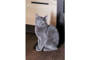 Серый мальчик бесплатно, 6мес. Киев Позняки,