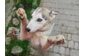 Собака породи Західно Сибірська Хаска 1,5 роки