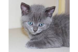 ТЕРМІНОВО! Кошеня дівчинка британка 1 місяць