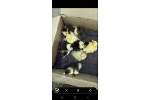 СРОЧНО.Продам индоутята