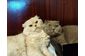 Шотландський вісловухий Мачо запрошує на побачення