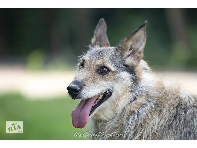 Отдам в хорошие руки одноглазую собаку Пирата. - Фото 2