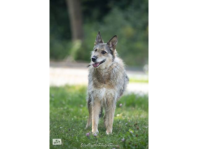 Отдам в хорошие руки одноглазую собаку Пирата. - Фото 3