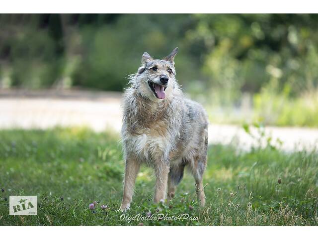 Отдам в хорошие руки одноглазую собаку Пирата. - Фото 4