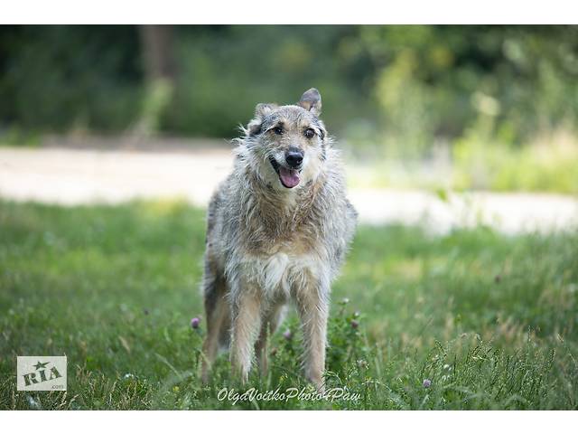 Отдам в хорошие руки одноглазую собаку Пирата. - Фото 5