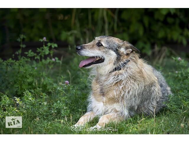 Отдам в хорошие руки одноглазую собаку Пирата. - Фото 6