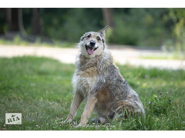 Отдам в хорошие руки одноглазую собаку Пирата. - Фото 1