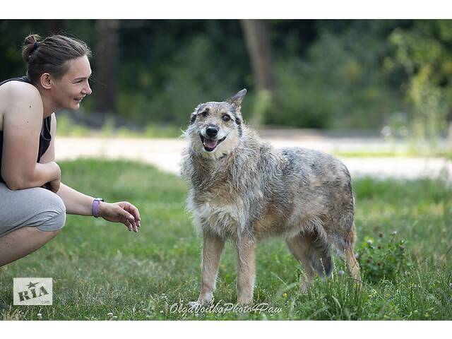 Отдам в хорошие руки одноглазую собаку Пирата. - Фото 7