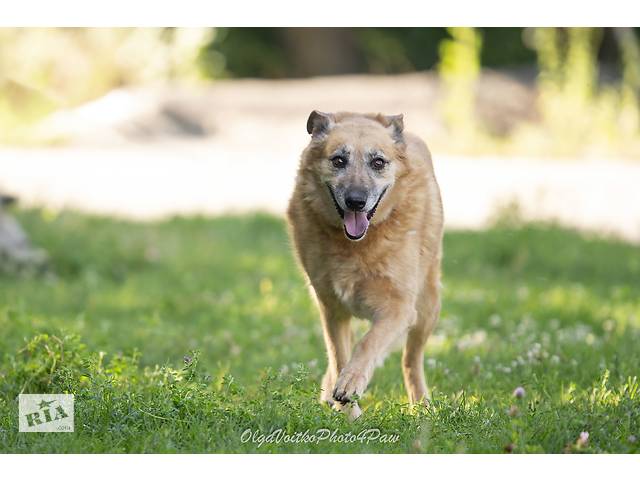 Отдам в добрые руки собаку Матильду, преклонного возраста. - Фото 2