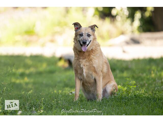 Отдам в добрые руки собаку Матильду, преклонного возраста. - Фото 1