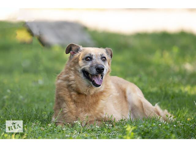 Отдам в добрые руки собаку Матильду, преклонного возраста. - Фото 3