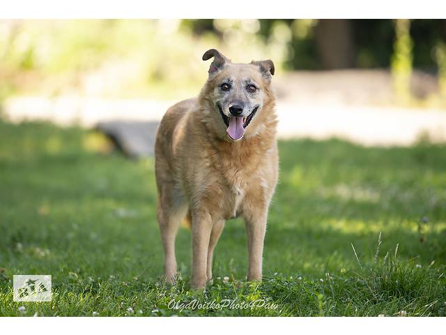 Отдам в добрые руки собаку Матильду, преклонного возраста. - Фото 4