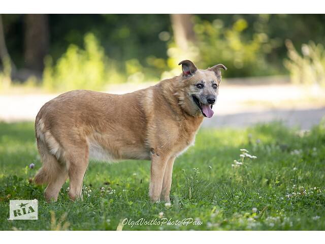 Отдам в добрые руки собаку Матильду, преклонного возраста. - Фото 5
