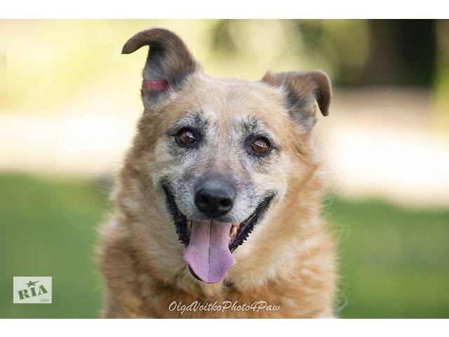 Отдам в добрые руки собаку Матильду, преклонного возраста. - Фото 6