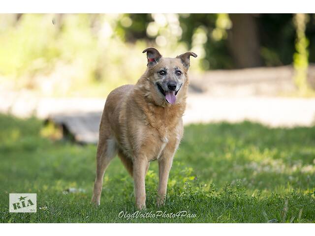 Отдам в добрые руки собаку Матильду, преклонного возраста. - Фото 7