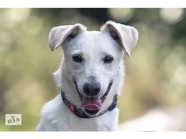Отдам в хорошие руки собаку Трою. - Фото 2