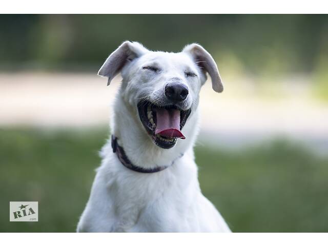 Отдам в хорошие руки собаку Трою. - Фото 3