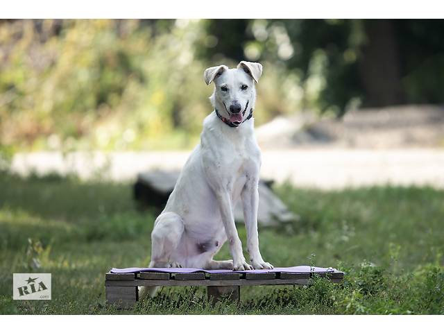 Отдам в хорошие руки собаку Трою. - Фото 1