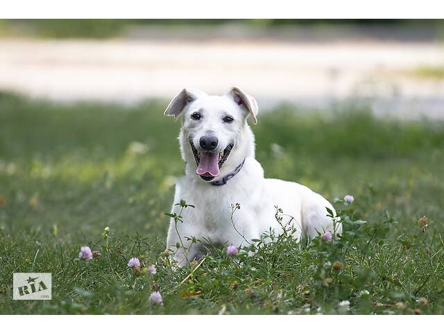Отдам в хорошие руки собаку Трою. - Фото 4
