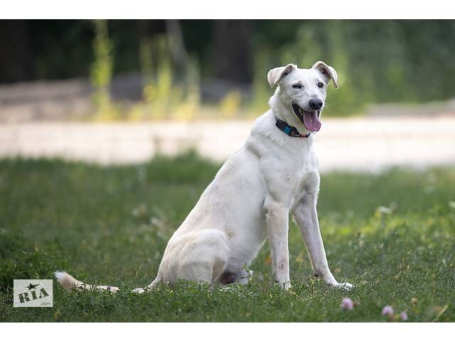 Отдам в хорошие руки собаку Трою. - Фото 5