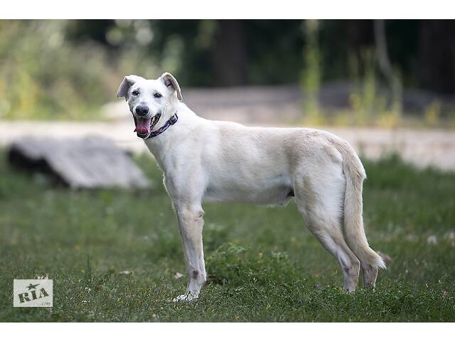 Отдам в хорошие руки собаку Трою. - Фото 6