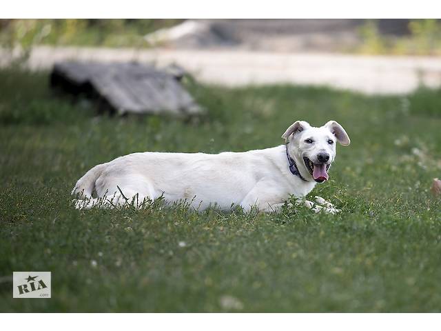 Отдам в хорошие руки собаку Трою. - Фото 7