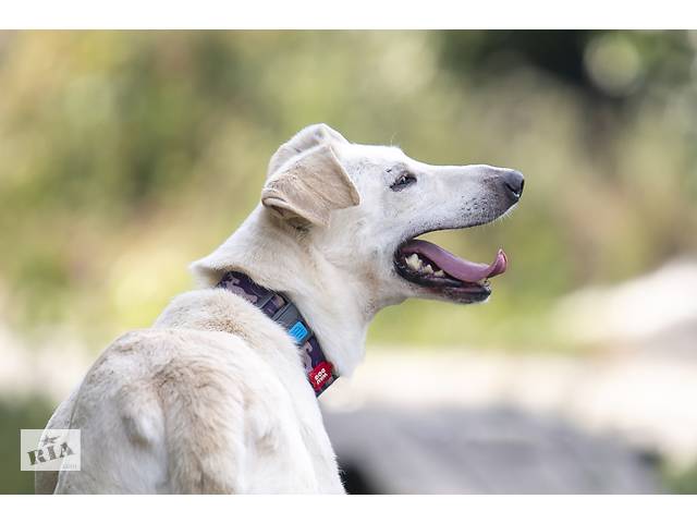 Отдам в хорошие руки собаку Трою. - Фото 8